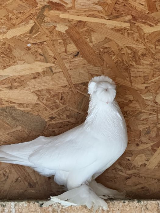 Jucatori de Botosani