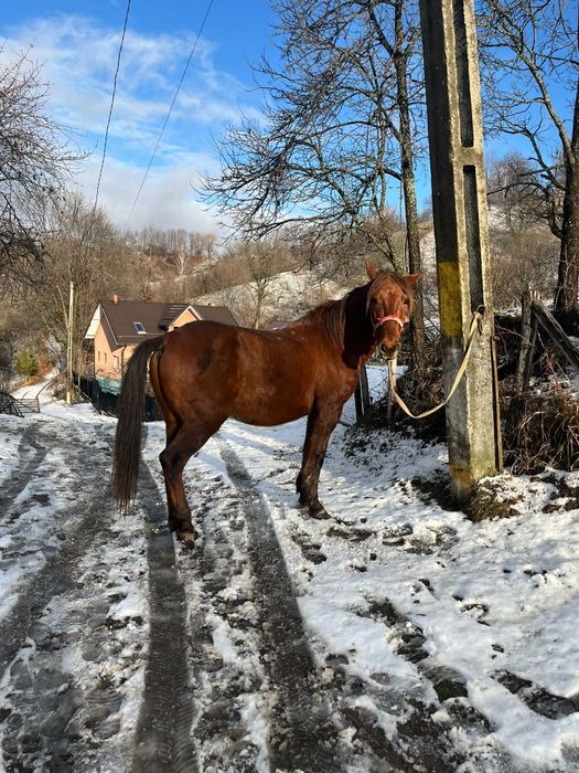 Cal de vânzare comuna pucheni,  65 de milioane
