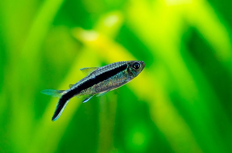 Тетра пингвин – рыбка с «клюшкой»