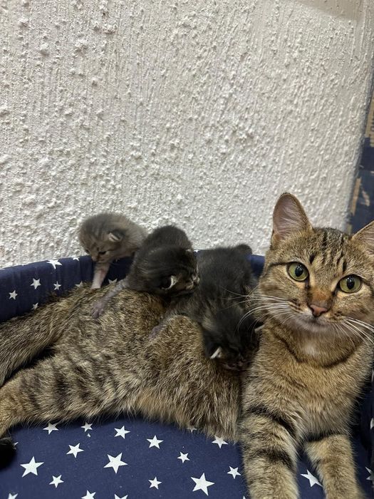 кошка с котёнками