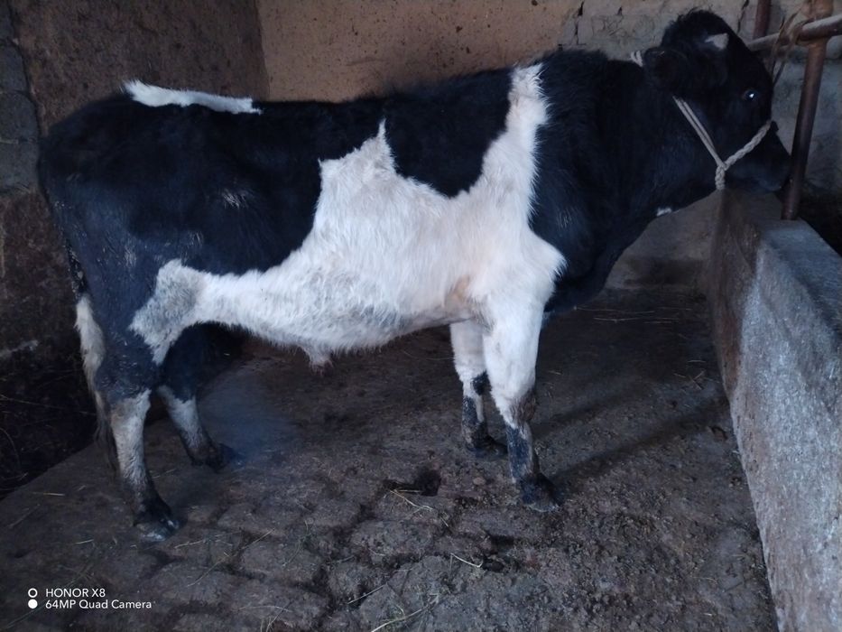 Novos sotiladi sog'lom