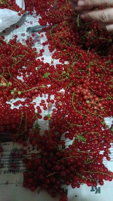 Продам лечебную красную смородину