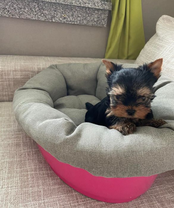 Мини йоркширски териер