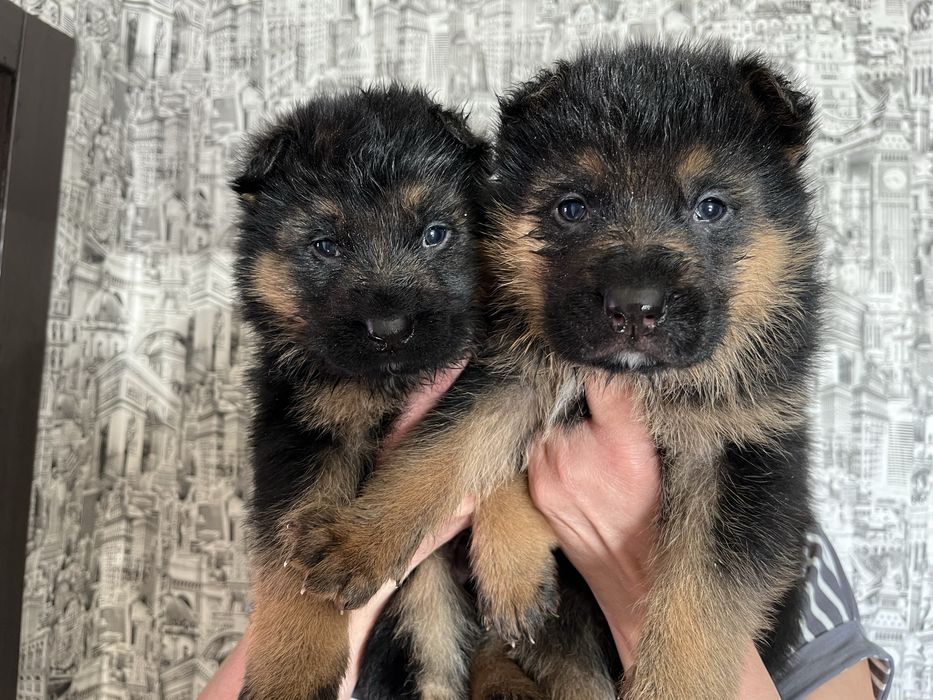 Щенки немецкой овчарки