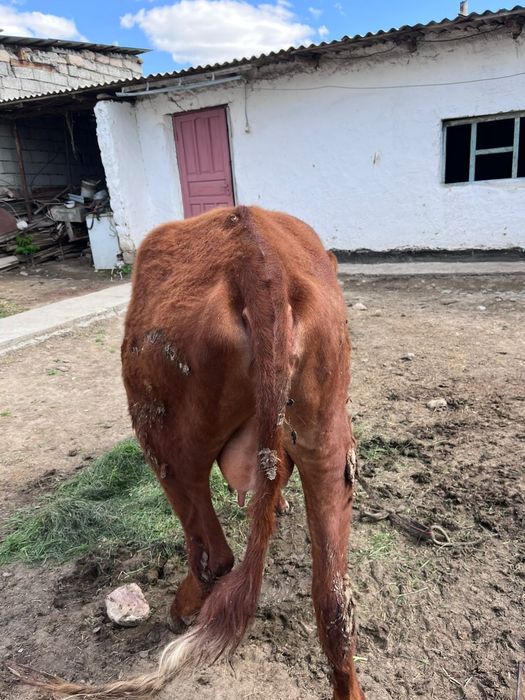 1туган кашар етти