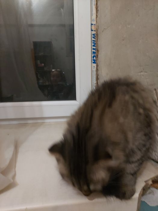 Отдам кошечку вислоухую хайленд фолд