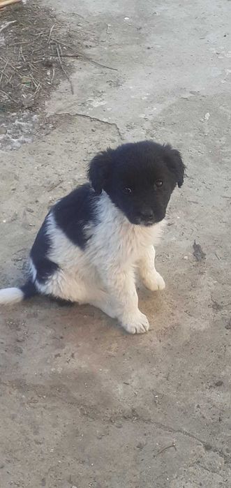 Подарявам кученца < 3