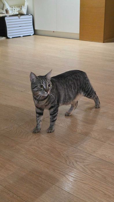 Подарявам Котка