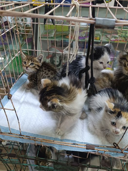 Котята в хорошие руки