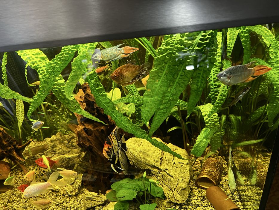 Аквариум Eheim 250 литра с външен филтър