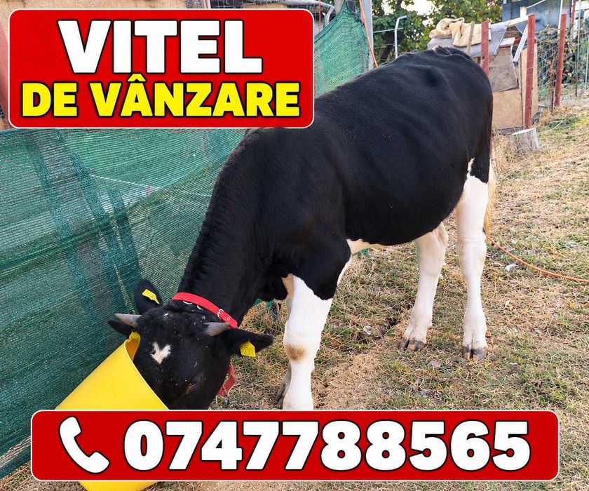 Vând vițel, vârstă 1an