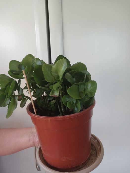 Хлорофитум. Декабрист. Каланхоэ