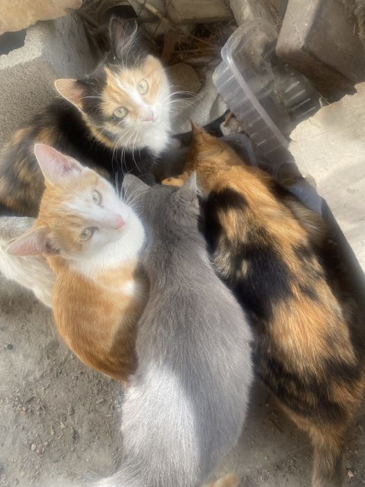 Отдам котят бесплатно