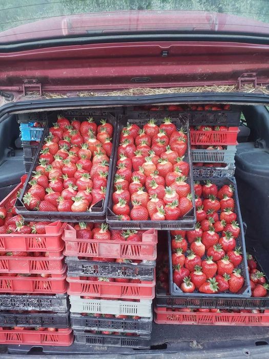 Разсад ягоди долна баня