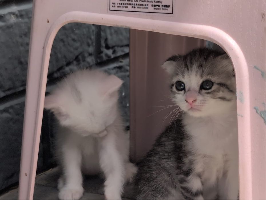 Отдам котенка серенького