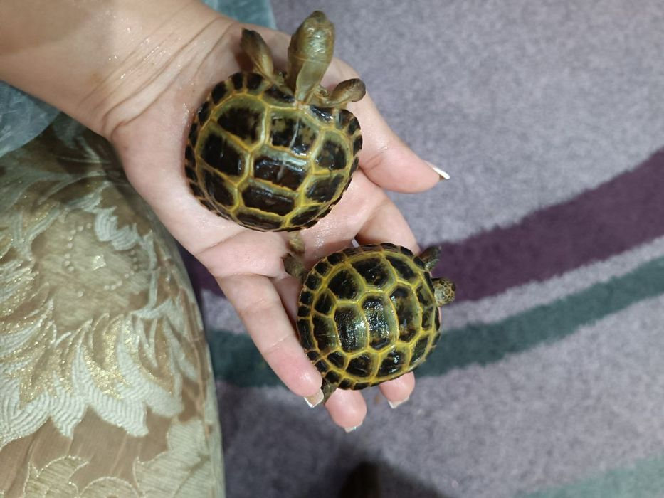 Тошбака-Черепахи