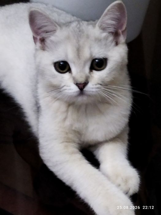 Срочно продается котенок
