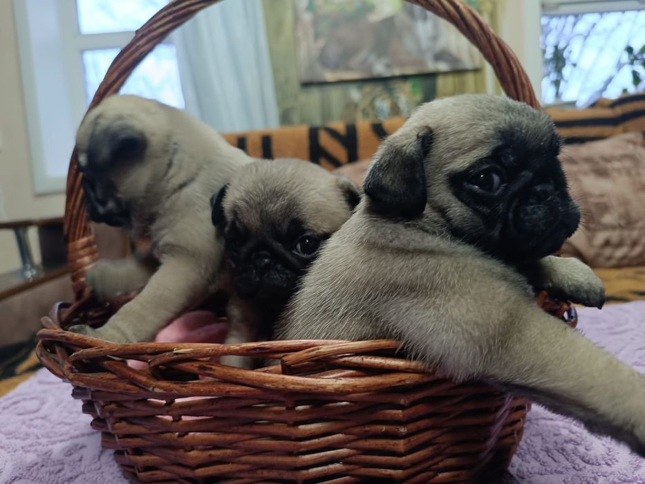 Продаются щенки мопса