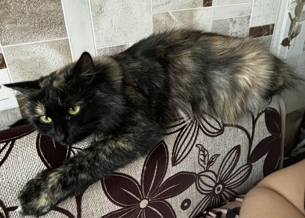 Пропала Кошка Тобыл