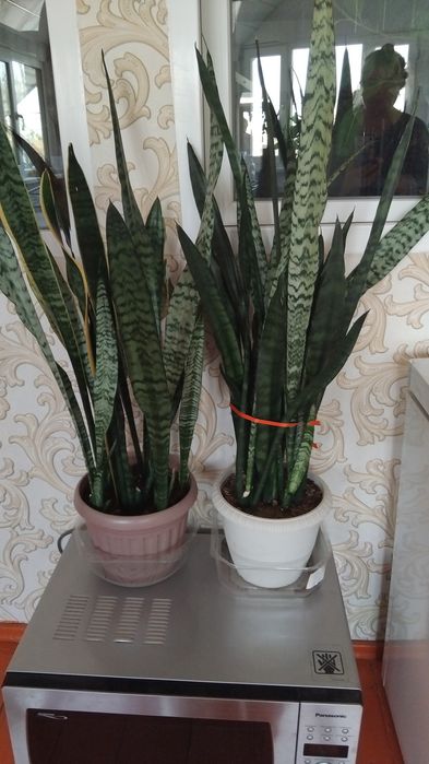 Продам дом цветы