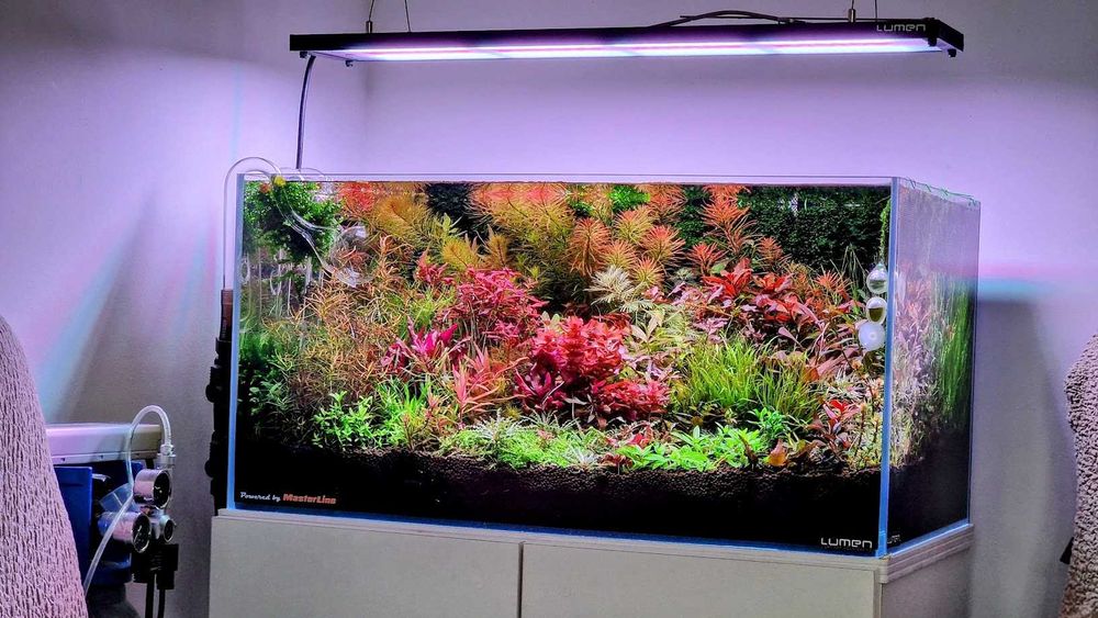 Pachete plante acvariu | Hrană vie | Moss | Riccia | Bucephalandre |