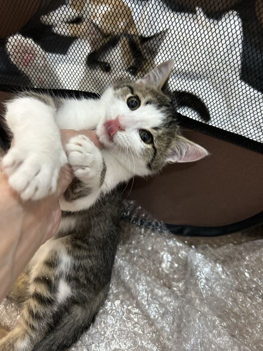 Котята в добрые руки