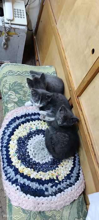 Отдам котят в хорошие руки!
