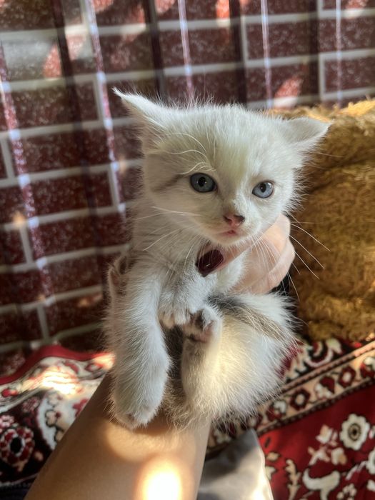 Котятя в добрые руки бесплатно