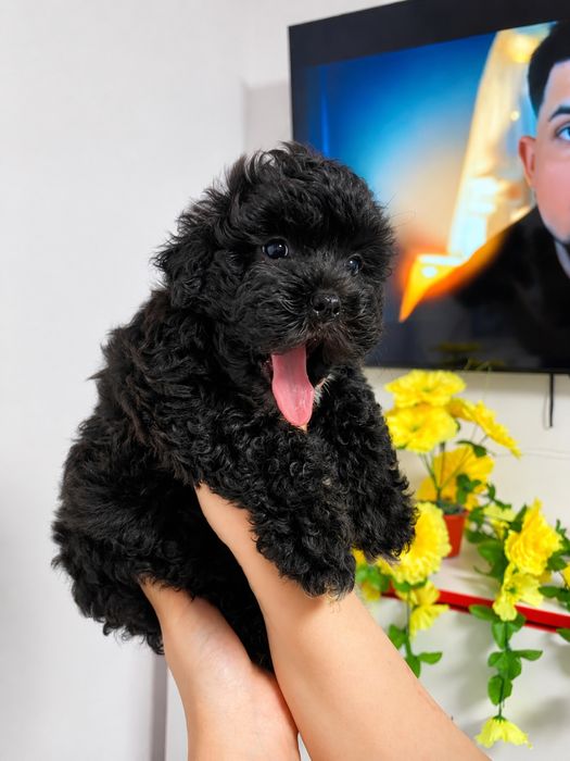 Caniche Poodle Mini Toy Vaccinați