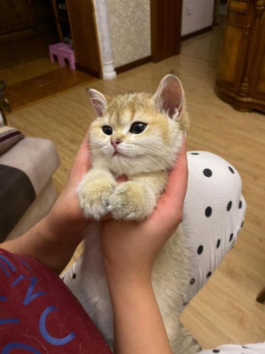 Бриташка золотой