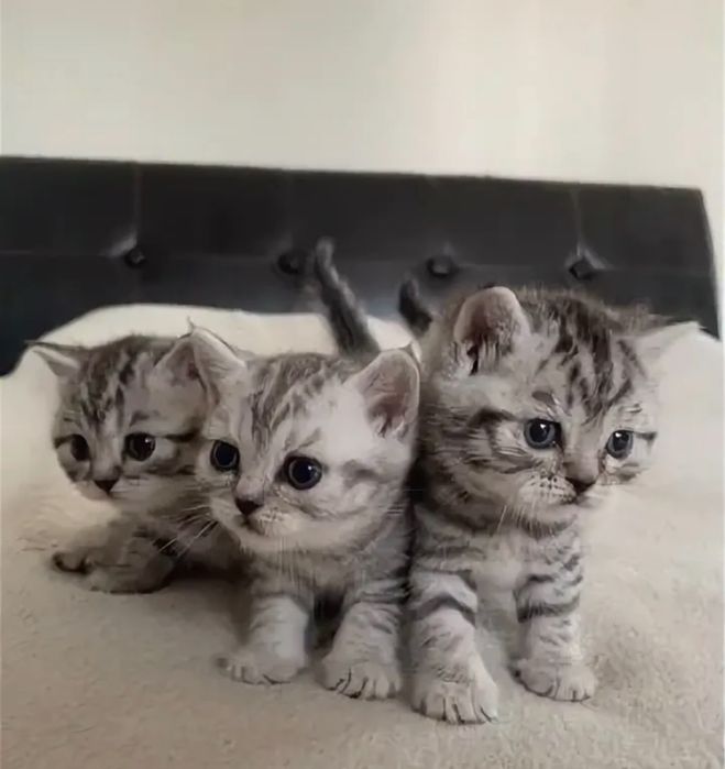 Симпатичные Котодетки