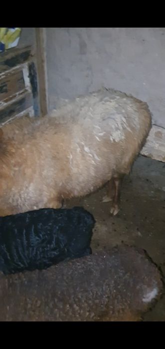 Ona bola 2 ni tuqqan