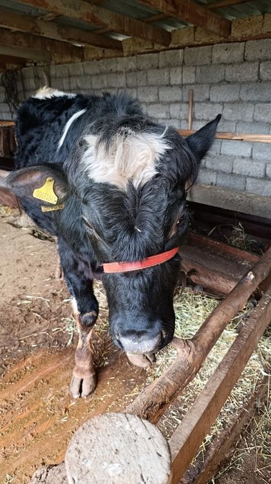 Қайнарбұлақ ауылында екі жасар бұқа саттылады.