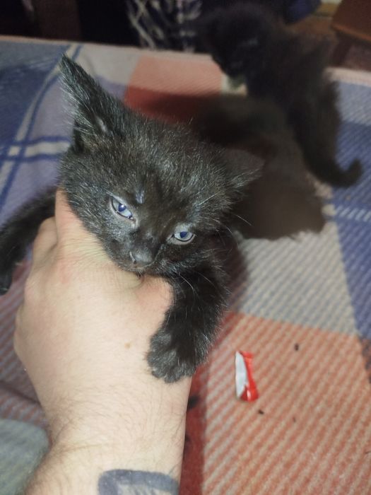 Отдам котят в хорошие руки