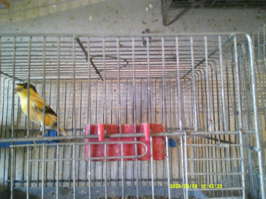 Канарчета Орфей