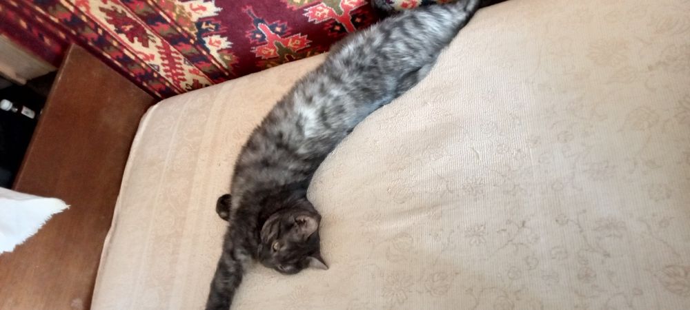 Продам кота по кличке Симба.