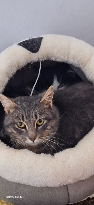 в добрые руки кошки