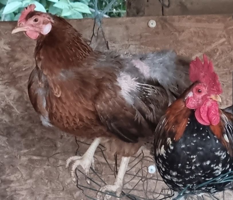 15 pasari de curte (gaini, gaini pitice, curcanei si rate lesesti) la schimb