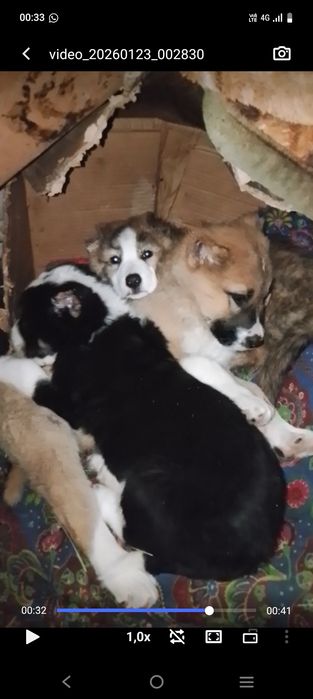 Ургашы 2айлык кушык срочно