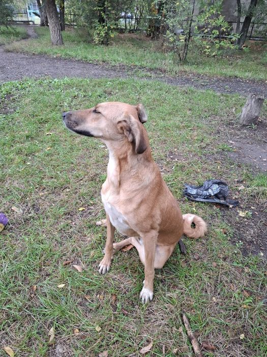 Помощь животным.