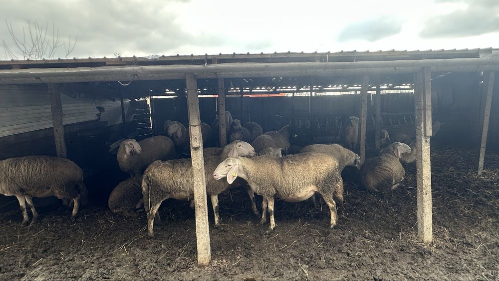 De vanzare oi bergamasca