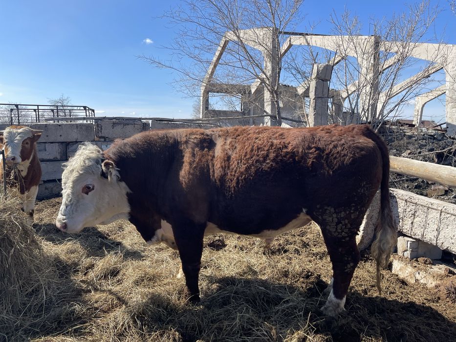 Продам бычков.