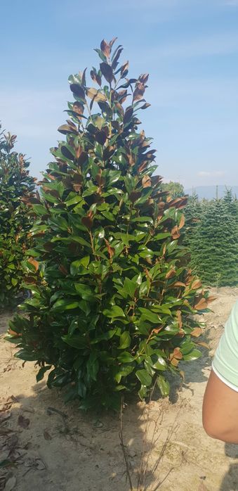 Magnolie yelow bry (galbenă)