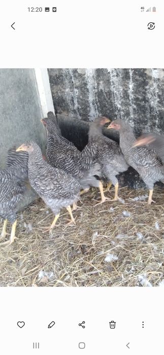 Продам курей домашних