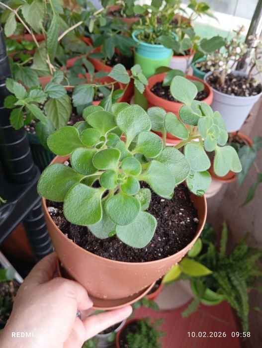 Продам цветы комнатные