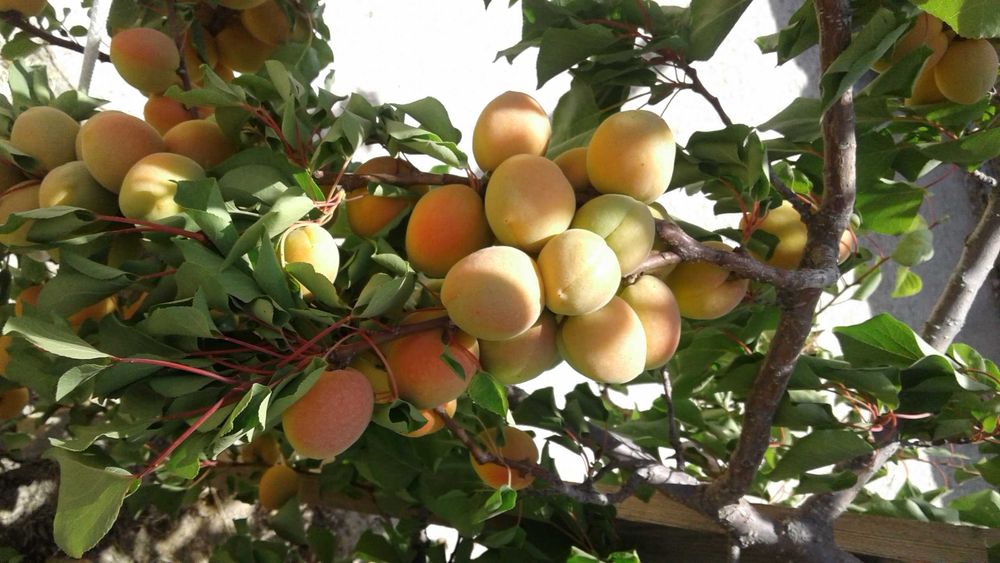 Участок и здание