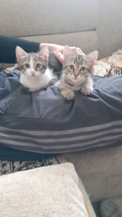 Отдам домашних котят в добрые руки