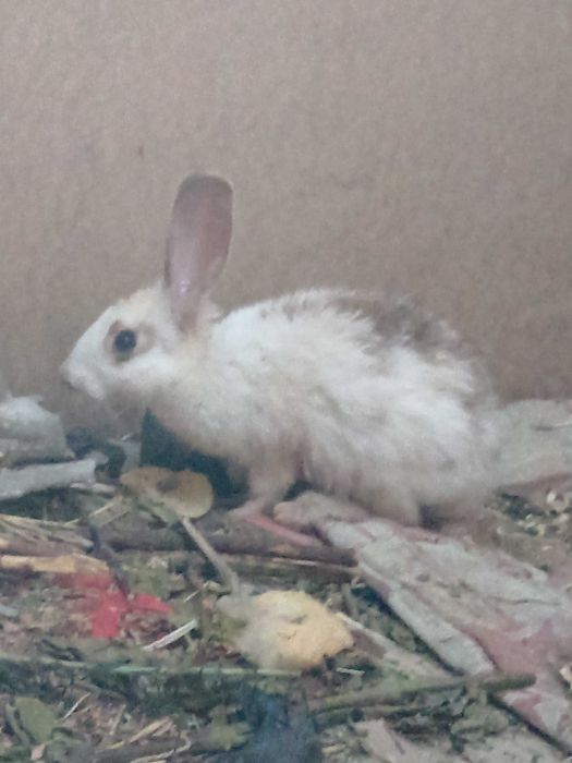 Quyon bolalari sotiladi