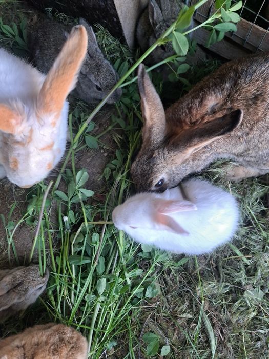 Кролики домашние животные