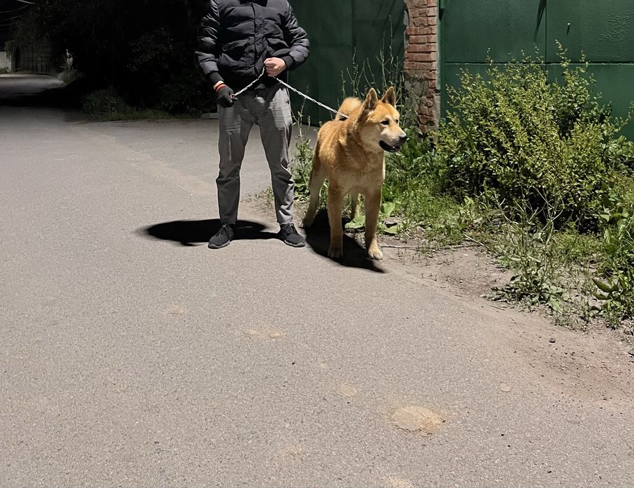 Хатико Американский акита